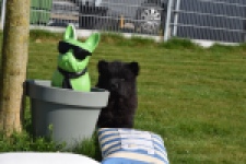 Chow Chow (reu) 66812