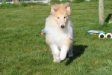 Schotse herdershond (reu) 30782