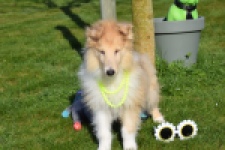 Schotse herdershond (reu) 30782