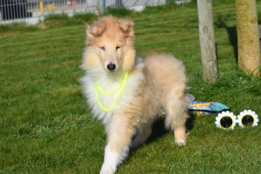 Schotse herdershond (reu) 30782