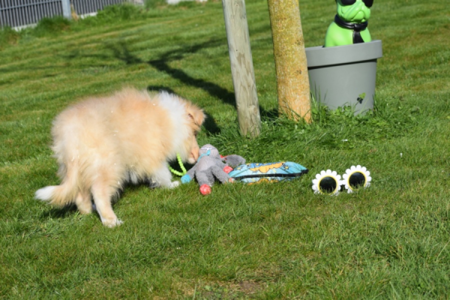 Schotse herdershond (reu) 30782