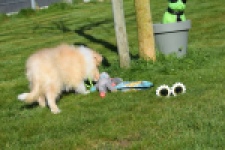 Schotse herdershond (reu) 30782