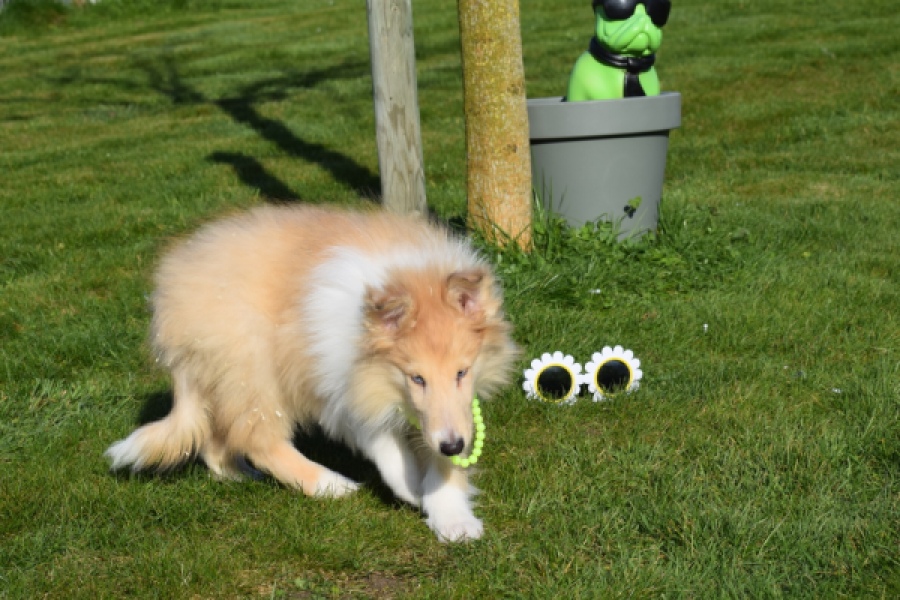 Schotse herdershond (reu) 30782