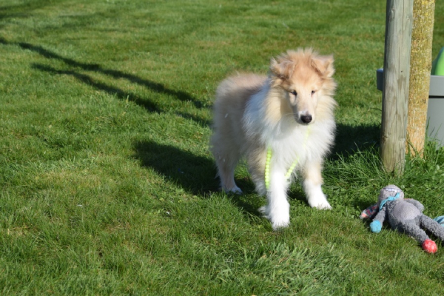 Schotse herdershond (reu) 30782