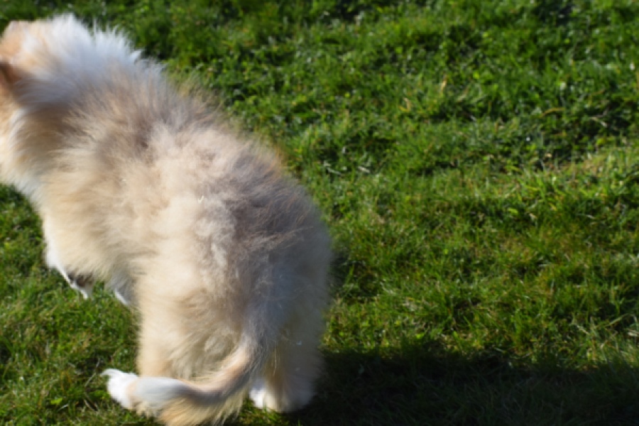 Schotse herdershond (reu) 30782