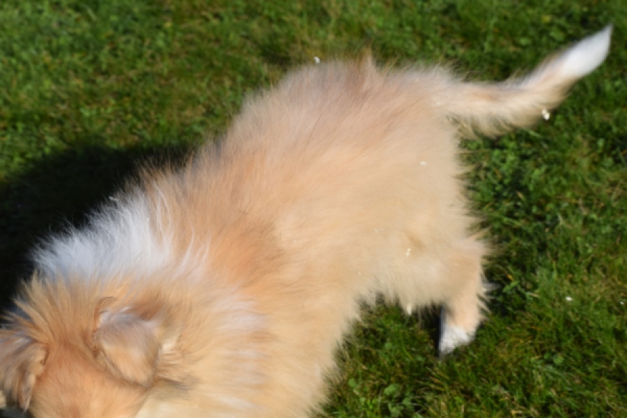 Schotse herdershond (reu) 30782