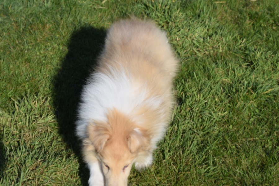 Schotse herdershond (reu) 30782