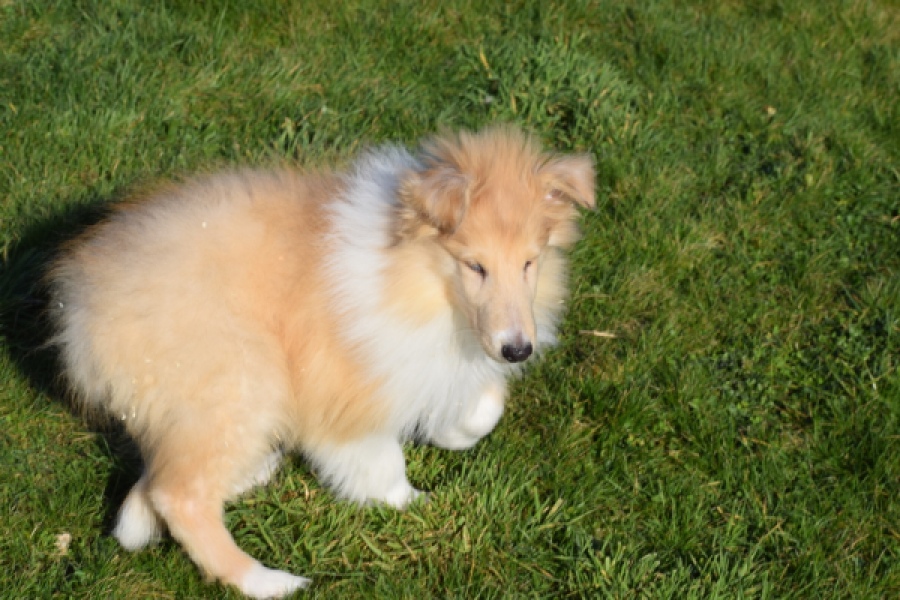 Schotse herdershond (reu) 30782