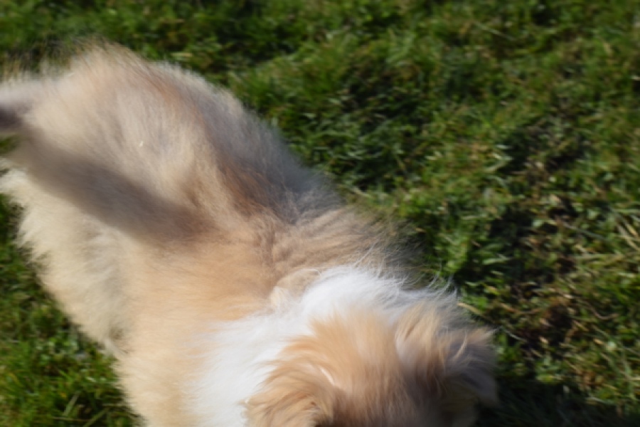 Schotse herdershond (reu) 30782