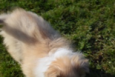 Schotse herdershond (reu) 30782