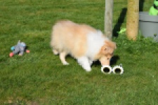 Schotse herdershond (reu) 30782