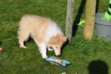 Schotse herdershond (reu) 30782