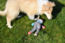 Schotse herdershond (reu) 30782