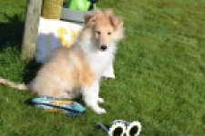 Schotse herdershond (reu) 30781