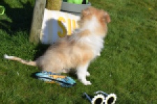 Schotse herdershond (reu) 30781