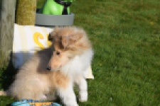 Schotse herdershond (reu) 30781