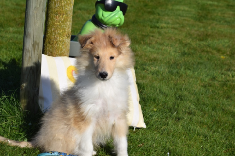 Schotse herdershond (reu) 30781