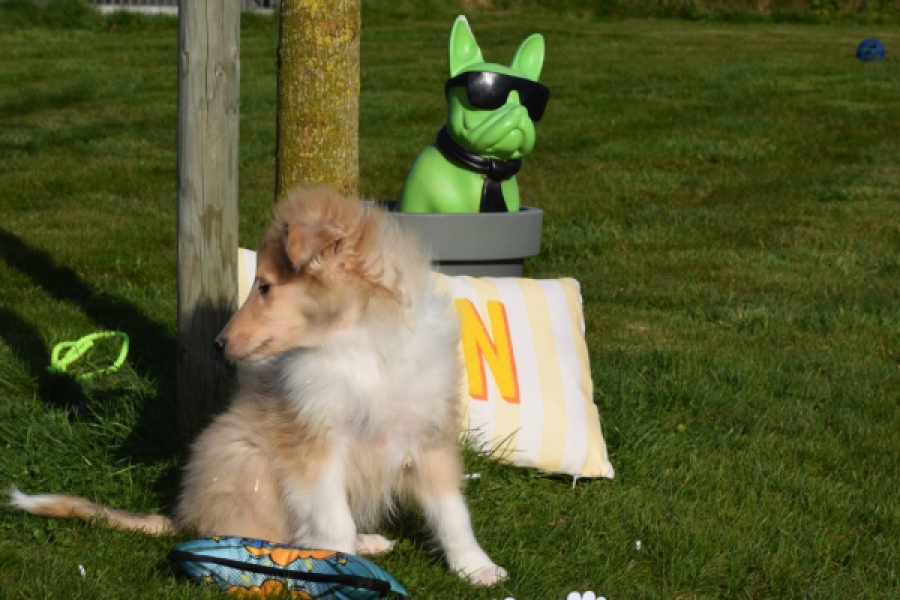 Schotse herdershond (reu) 30781