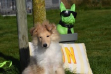 Schotse herdershond (reu) 30781