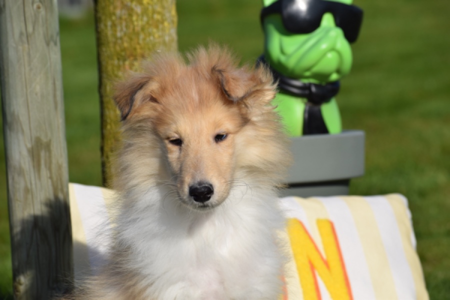 Schotse herdershond (reu) 30781