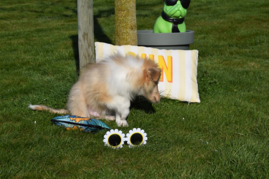 Schotse herdershond (reu) 30781