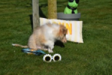 Schotse herdershond (reu) 30781