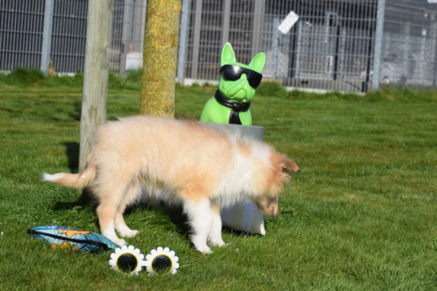 Schotse herdershond (reu) 30781