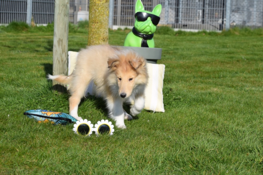 Schotse herdershond (reu) 30781