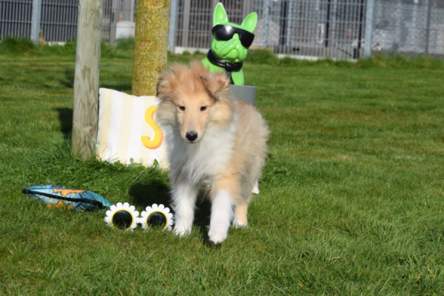 Schotse herdershond (reu) 30781