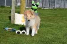 Schotse herdershond (reu) 30781