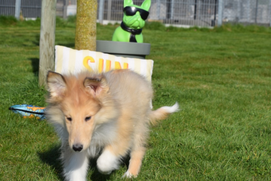 Schotse herdershond (reu) 30781