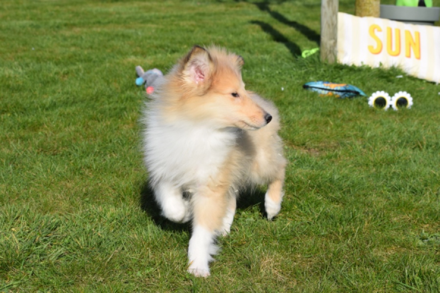 Schotse herdershond (reu) 30781