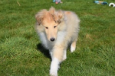 Schotse herdershond (reu) 30781