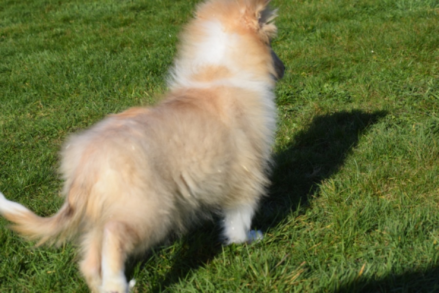 Schotse herdershond (reu) 30781