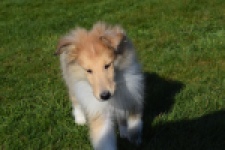 Schotse herdershond (reu) 30781