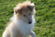 Schotse herdershond (reu) 30781