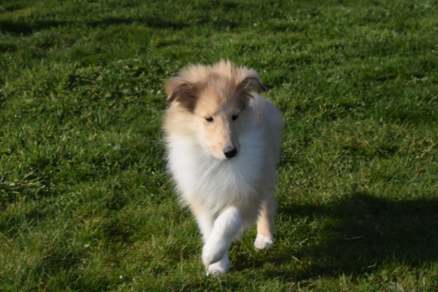 Schotse herdershond (reu) 30781