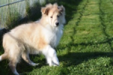 Schotse herdershond (reu) 30781