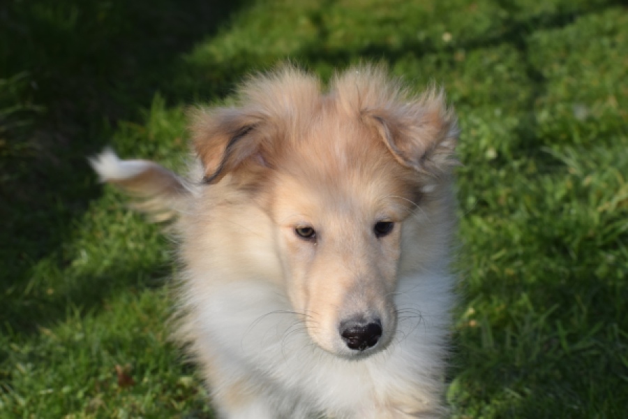 Schotse herdershond (reu) 30781