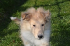 Schotse herdershond (reu) 30781