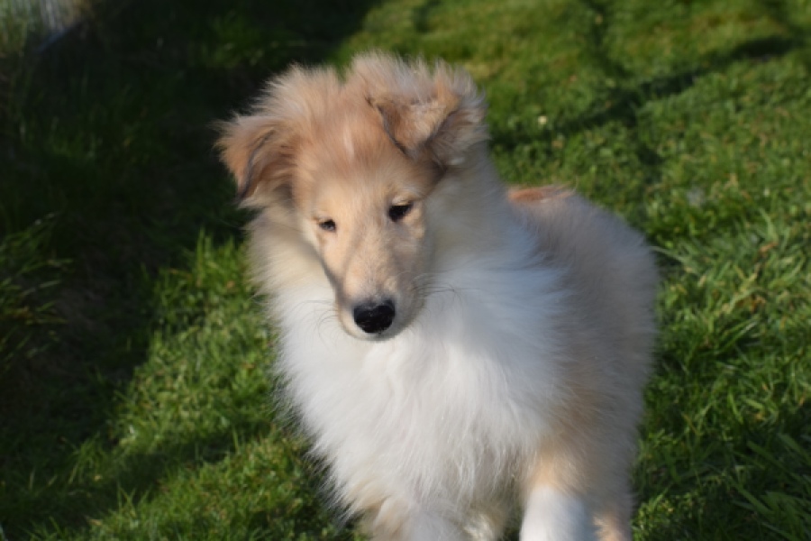 Schotse herdershond (reu) 30781