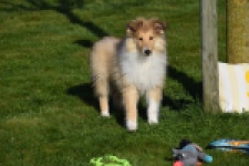 Schotse herdershond (reu) 30797