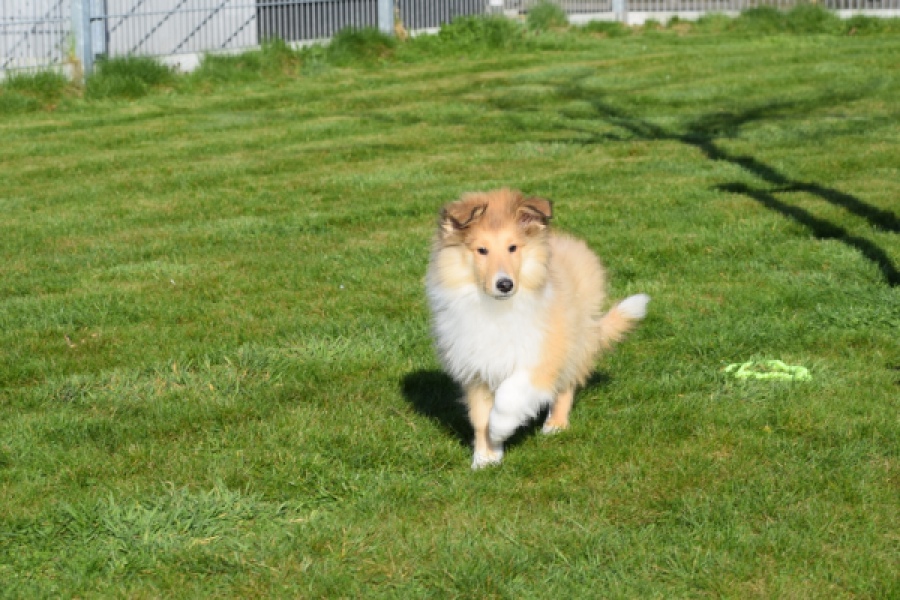 Schotse herdershond (reu) 30797