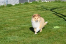 Schotse herdershond (reu) 30797