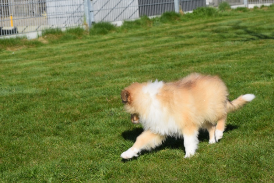 Schotse herdershond (reu) 30797