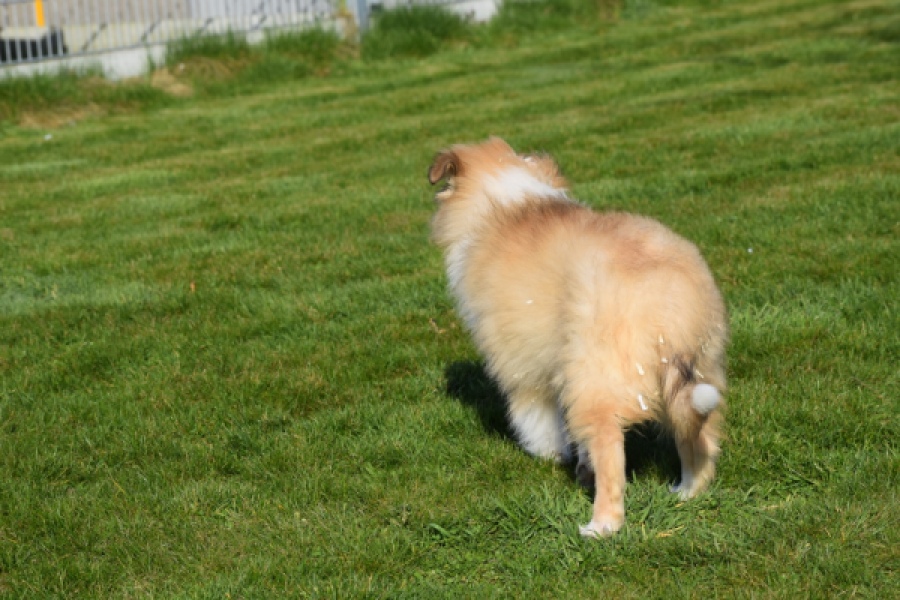 Schotse herdershond (reu) 30797