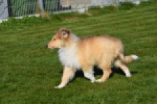 Schotse herdershond (reu) 30797