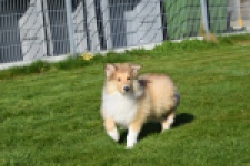 Schotse herdershond (reu) 30797