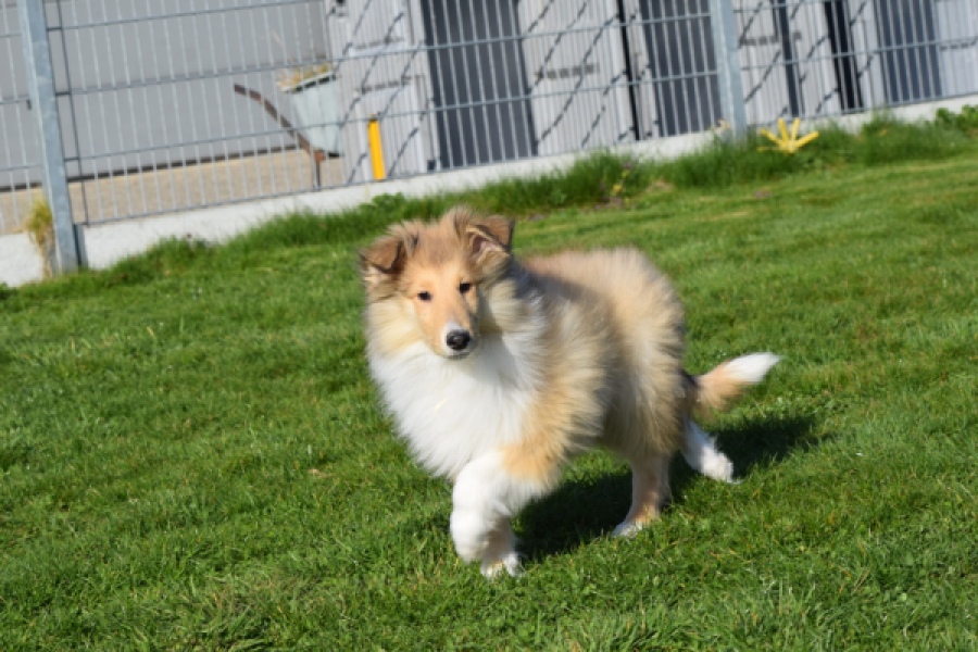 Schotse herdershond (reu) 30797