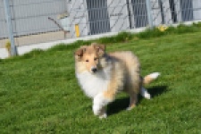 Schotse herdershond (reu) 30797